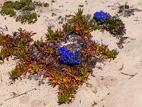 Mittagsblumen Gewächse und blaue Blütenkissen in den Dünen